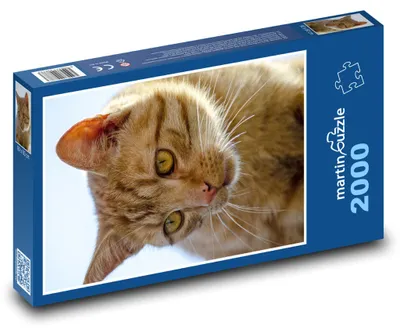 Produktbild von Puzzle 2000 Porträt einer ruhigen Katze - martinpuzzle