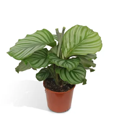 Produktbild von Meergroothandel Calathea Orbifolia - 60 cm, Ø 17 cm