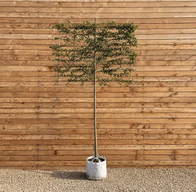 Produktbild von Hainbuche Spalier 120 cm, Stammhöhe 200 cm, Stammumfang 10-12 cm - Carpinus betulus Spalier