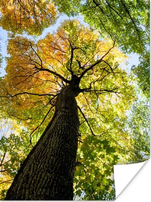 Produktbild von MuchoWow® Poster Baum - Natur - Wald 90x120 cm - Wohnzimmer