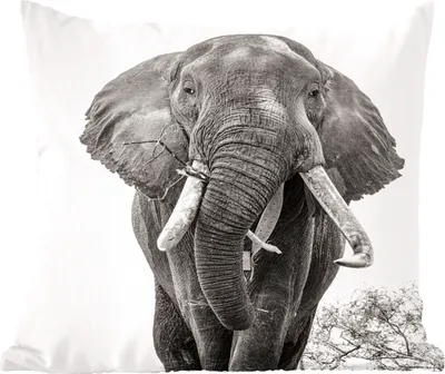 Produktbild von MuchoWow® Zierkissen Sofakissen Wohnzimmer Dekokissen 45x45 cm Elefant - Porträt - Tiere - Schwarz und weiß - Schlafpolster - Polster für das Sofa