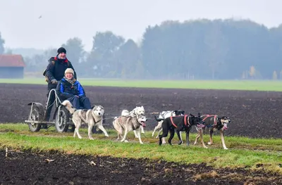 Produktbild von mydays Schlittenhundefahrt Schwabmünchen; Erlebnis verschenken oder selbst erleben; Gutschein für 1 Person(en)