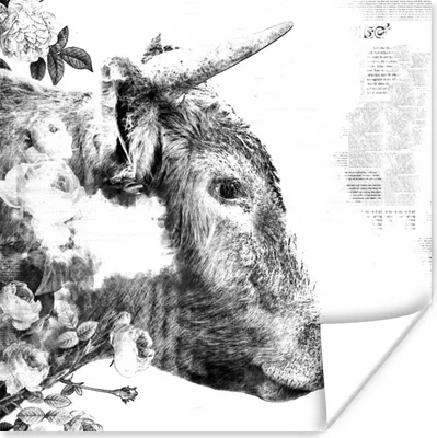 Produktbild von MuchoWow® Poster Scottish Highlander - Zeitung - Schwarz - Weiß 75x75 cm - Wand Dekoration