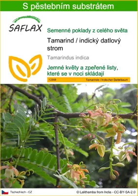 Obrázek produktu pro SAFLAX - Tamarind / indický datlový strom - Tamarindus indica - 4 Semena - S pěstebním substrátem bez klíčků