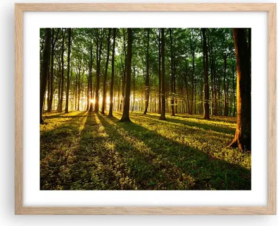Produktbild von Gerahmtes Poster - Rahmen in heller Eiche - Wald grün Sonnenstrahlen Natur - 50x40 cm - Wand Bild - Wanddeko - Wandbilder - Wandposter - Bilderrahmen - Bilder - Kunstdruck - Wandbild - P2NAA50x40-2510
