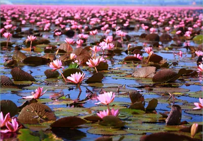 Produktbild von Wallario Fototapete Vliestapete, seidenmatte Oberfläche, einfache Verarbeitung, Größe 400 x 280 cm, Motiv Seerosenlandschaft mit rosa Blüten