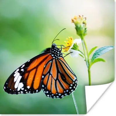 Produktbild von MuchoWow® Poster Schmetterling - Blumen - Insekten 100x100 cm - Babyzimmer