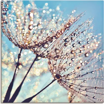 Produktbild von Julia Delgado: Pusteblume Tröpfchenfänger, Produkt:Leinwand, Größe (HxB):50x50 cm / Leinwand