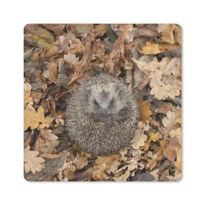 Produktbild von MuchoWow® Mauspad Mousepad Igel - Herbst - Laub 30x30 cm - Mousepads - Maus Mat - Pad - Mausunterlage - Gaming