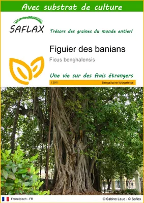 Image de SAFLAX  - Figuier des banians - 20 graines - Avec substrat - Ficus