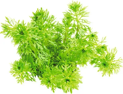 Produktbild von Kleine Ambulia - Limnophila sessiliflora