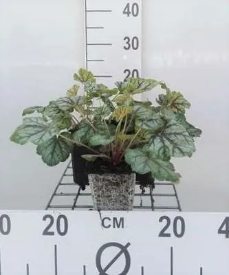 Zdjęcie produktu dla 6 x Heuchera hybr. 'Green Spice' - Fioletowy dzwonek - doniczka 9 x 9 cm