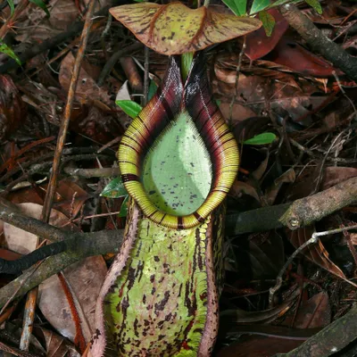 Obrázek produktu pro Rafflesova láčkovka (Nepenthes rafflesiana)  – 10 semen