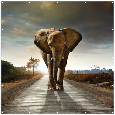 Produktbild von Wallario XXL Outdoor-Poster für Garten oder Balkon, Motiv Elefant bei Sonnenaufgang in Afrika, in ca. 200 x 200 cm