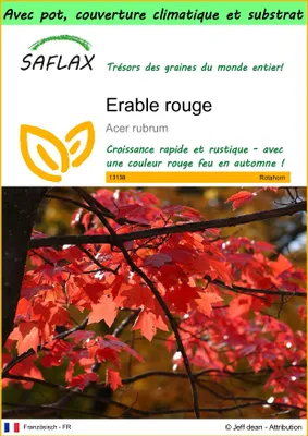 Image de SAFLAX Garden to go - Erable rouge - 20 graines - Acer