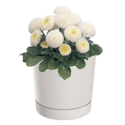 Produktbild von Blumentopf mit Untersetzer Ø10,8 cm Höhe 10,9 cm Rund Matt Modern Glatt Modisch Farbe Weiß -stilvolle und langlebige Inner-heimdekoration Gehäuse