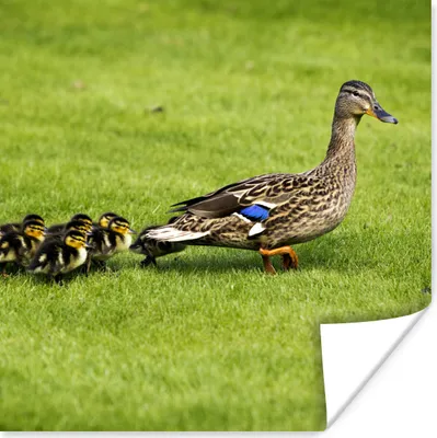 Produktbild von MuchoWow® Poster Ente mit Jungen im Gras 50x50 cm - Wohnzimmerdekoration