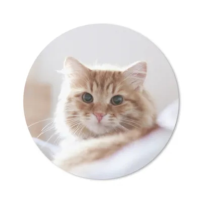 Produktbild von MuchoWow® Mauspad Mousepad Katze - Rot - Bett - Mädchen - Kinder - Jungen 30x30 cm - Mousepads - Maus Mat - Pad - Mausunterlage - Tischunterlage - Schreibtischmatten