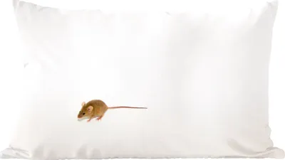Produktbild von MuchoWow® Zierkissen Sofakissen Wohnzimmer Dekokissen 50x30 cm Maus - Tiere - Weiß - Wohnzimmerdekoration - Polster mit Photo