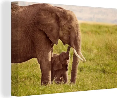 Produktbild von OneMillionCanvasses® - Leinwandbilder - 150x100 cm, Elefant - Gras - Jung - Rüssel, Wandbilder Kunstdruck Wanddekoration