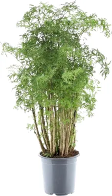 Produktbild von Polyscias hawaiiana "Ming" - Fiederaralie - Petersilienbaum - ca. 100 cm hoch
