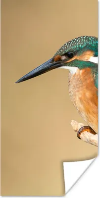 Produktbild von MuchoWow® Poster Eisvogel - Tiere - Vogel 60x120 cm - Wandschmuck