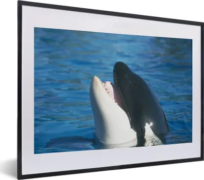 Produktbild von MuchoWow® MuchoWow® Gerahmtes Poster Orca nahe der Wasseroberfläche 40x30 cm - Poster mit zchwarzem Bilderrahmen - Bilderrahmen - Poster im Rahmen