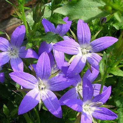 Produktbild von 6 x Hängepolster Glockenblume  - Campanula poscharskyana 'Stella'  | Topf 9cm x 9cm
