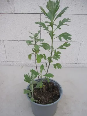 Produktbild von Amerikanisches Moxakraut - Artemisia douglasiana