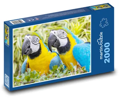 Obrázek produktu pro martinpuzzle - Puzzle 2000 - Papoušci