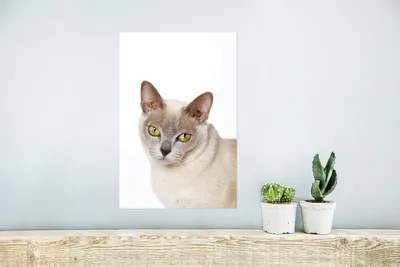 Produktbild von MuchoWow® Poster Weiße burmesische Katze mit gelben Augen 20x30 cm - Papierdruck