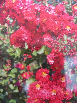 Produktbild von Chinesische Kräuselmyrte Rhapsody in Blue -  Lagerstroemia indica Rhapsody in Blue - 40-60cm