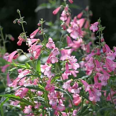 Produktbild von Bakker.com - Bartfaden Apple Blossom, Der topf / Ø 8cm