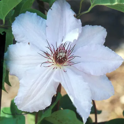 Image de 2 x  Clématite  - Clematis 'Snow Queen'  | 50-60 cm en conteneur