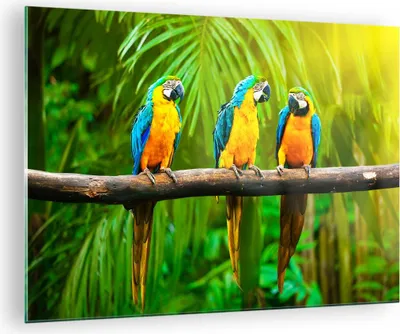 Produktbild von Bilder auf glas - Papageien Collorful Natur Vögel - 70x50cm - Glasbilder - Wandbilder - Kunstdruck - zum Aufhängen bereit - Wanddekoration aus Glas - Glas Bilder - Wandbild auf Glas - GAA70x50-2696