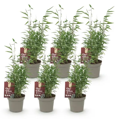 Image de Green boutiQ - Bambou - Fargesia Red Dragon - À feuillage persistant - Non envahissant - Vert - 6 plants - Pot de 14 cm - Hauteur 35 cm