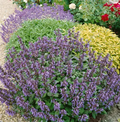 Produktbild von Salvia officinalis, violettblau, ca. 9x9 cm Topf