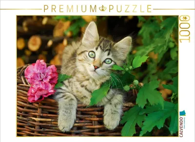 Produktbild von Calvendo Niedliches junges Kätzchen auf einem Weidenkorb 1000 Teile Puzzle quer 640x480mm, Menden Katho; 7397219