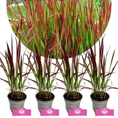 Obrázok produktu pre Sada 4 japonských krvavých tráv - Imperata cylindrica 'Red Baron' - Výška 30-40 cm - 9 cm kvetináč