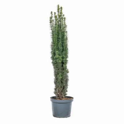 Produktbild von Säuleneibe - Taxus baccata ‘Fastigiata Robusta’ 120–130 cm – immergrün, winterhart, schmale Eibe