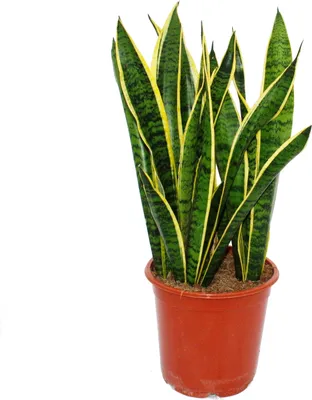 Obrázok produktu pre Sansevieria trifasciata - 19cm kvetiná? - celková výška 55-65cm