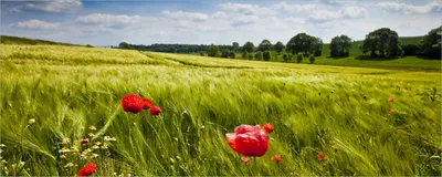 Produktbild von Wallario selbstklebendes Poster - Mohnblumenwiese auf grüner Wiese unter blauem Himmel, Größe: 80 x 200 cm