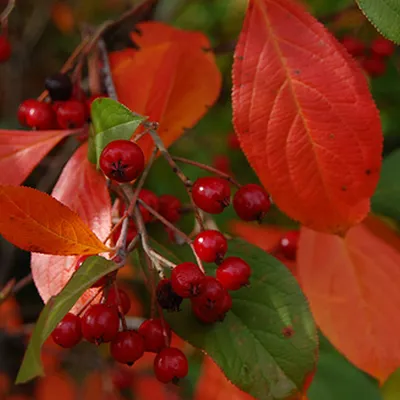 Image de 2 x  Aronia feutré  - Aronia arbutifolia « Brilliant »  | 40-60 cm en conteneur