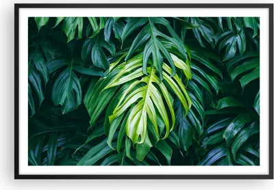 Produktbild von Gerahmtes Poster - Schwarzer Rahmen - Blume Natur - 91,5x61 cm - Wand Bild - Wanddeko - Wandbilder - Kunstposter - Wandposter - Bilderrahmen - Bilder - Kunstdruck - Wandbild - P2BAA91x61-3951