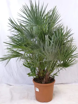 Produktbild von [Palmenlager] - XXL Chamaerops humilis 120 cm - Stamm 20-30 cm - großer 33 cm Ø Topf / Zwergpalme / winterharte Palme -12°C