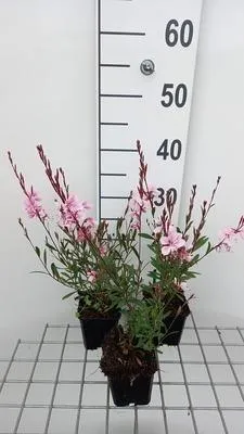 Obrázok produktu pre 6 x Gaura lindh. 'Cherry Brandy' - Gaura - kvetináč 9 x 9 cm