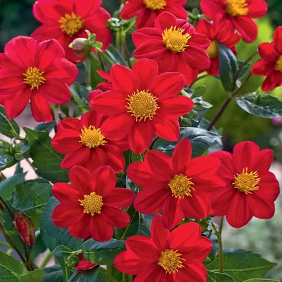 Image de Dahlia Mignon Rouge Red 1 pièce Dahlias plants de dahlias plant gros bulbes