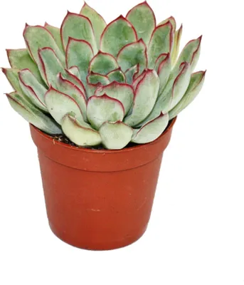 Zdjęcie produktu dla Echeveria pulidonis - mala roslina w doniczce 5,5 cm