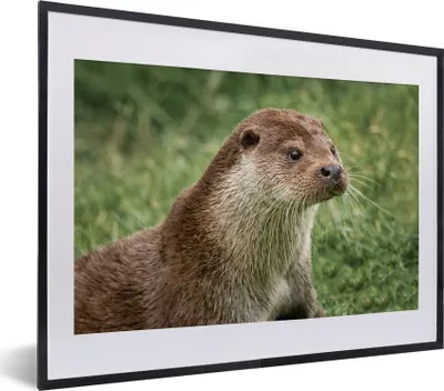 Produktbild von MuchoWow® MuchoWow® Gerahmtes Poster Otter im Gras 40x30 cm - Poster mit zchwarzem Bilderrahmen - Bilderrahmen - Poster im Rahmen