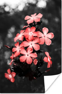 Produktbild von MuchoWow® Poster Blumen - Rosa - Farbe 120x180 cm - Kunstposter